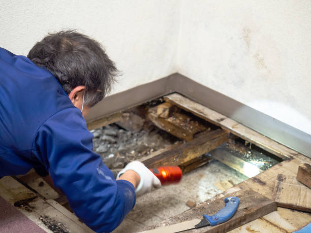 Best Insurance-Related Mold Remediation in Mabton, WA