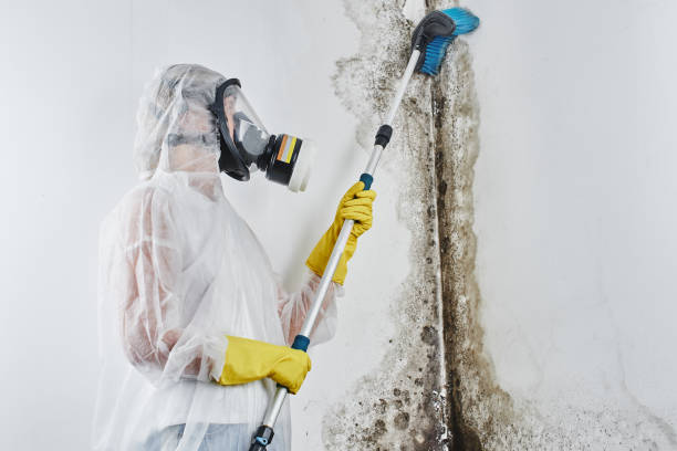 Best Health and Safety Mold Remediation in Mabton, WA