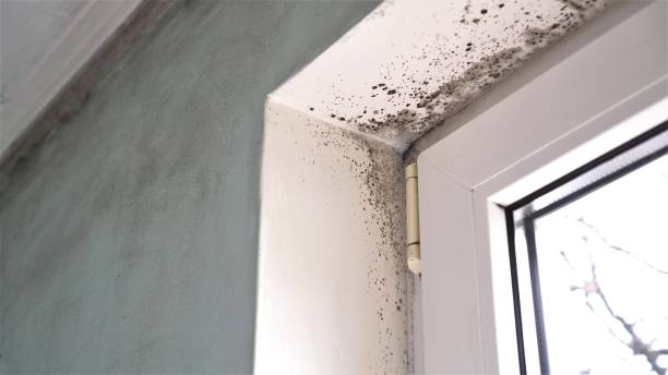 Best Mold Remediation for Specific Building Types in Mabton, WA