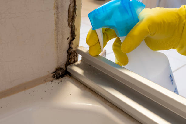 Best Preventive Mold Services in Mabton, WA